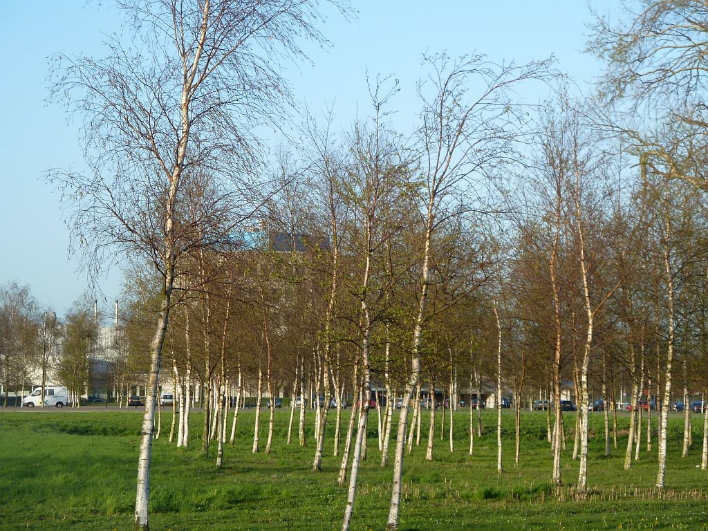 Schipholweg - Cateringweg - Amsterdam